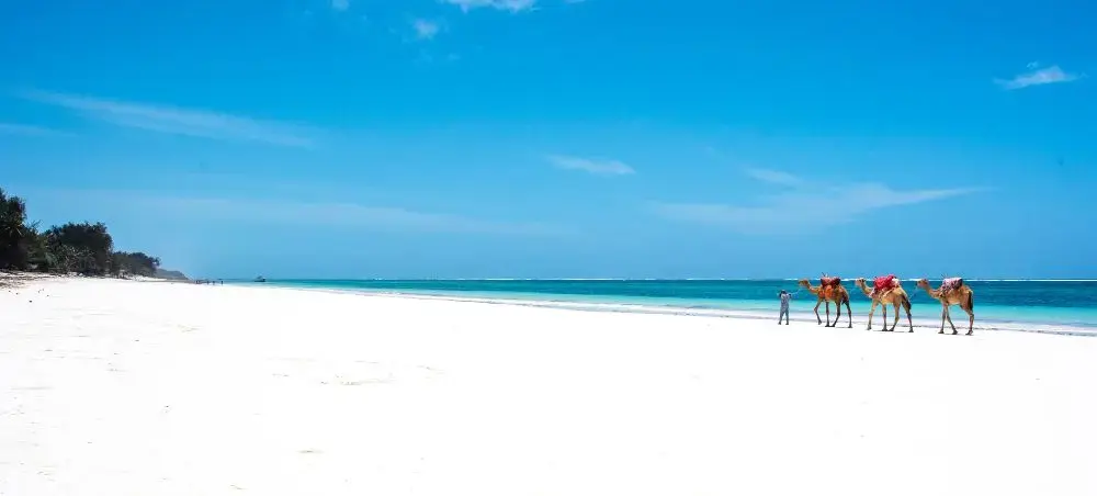 Pristine white sand beach in Mombasa with turquoise waters and camel caravan creating exotic coastal scenery