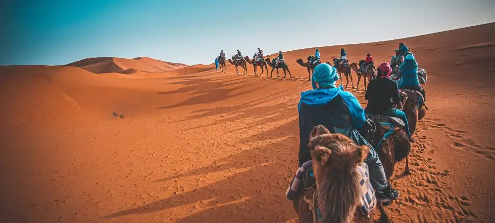 Camel caravan crossing golden sand dunes in Morocco's Sahara Desert during luxury travel expedition