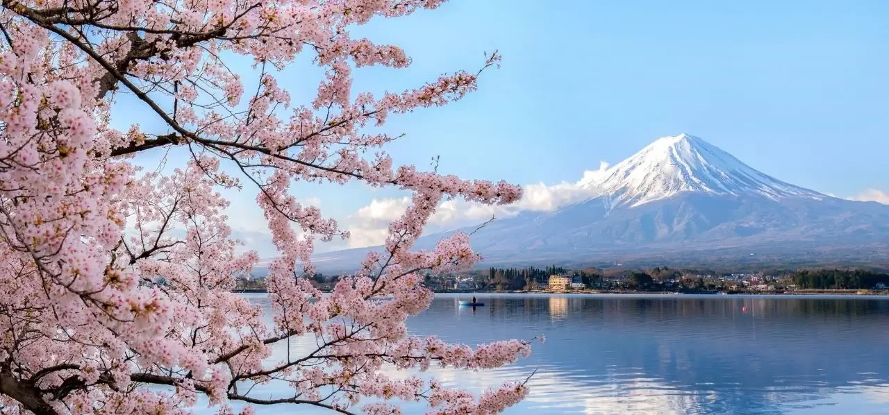 Mount Fuji rises majestically behind Lake Kawaguchi framed by delicate pink cherry blossoms in Japan