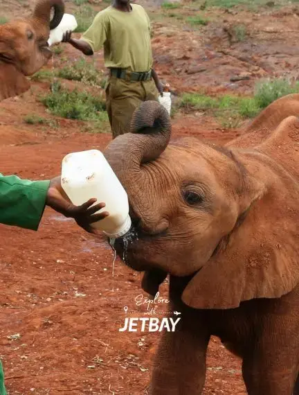 Caretakers bottle-feeding orphaned baby elephants at Nairobi wildlife sanctuary in Kenya