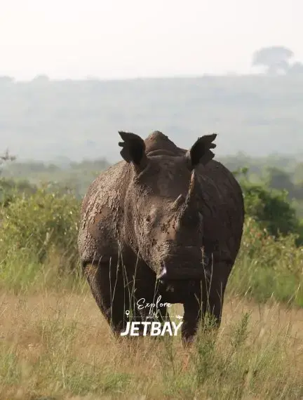 Majestic rhinoceros grazing in Nairobi National Park savanna with Jetbay branding for luxury safari experiences
