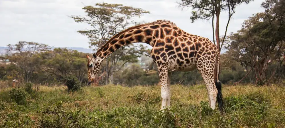 Giraffe grazing in Nairobi National Park showcasing Kenya's wildlife safari experiences accessible by private jet