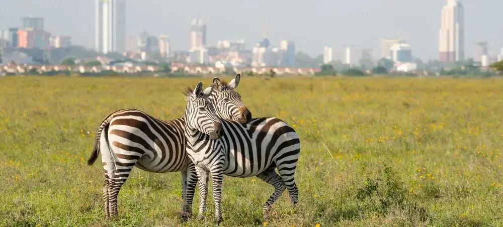 Two zebras nuzzling affectionately in Nairobi National Park with the city skyline visible in background