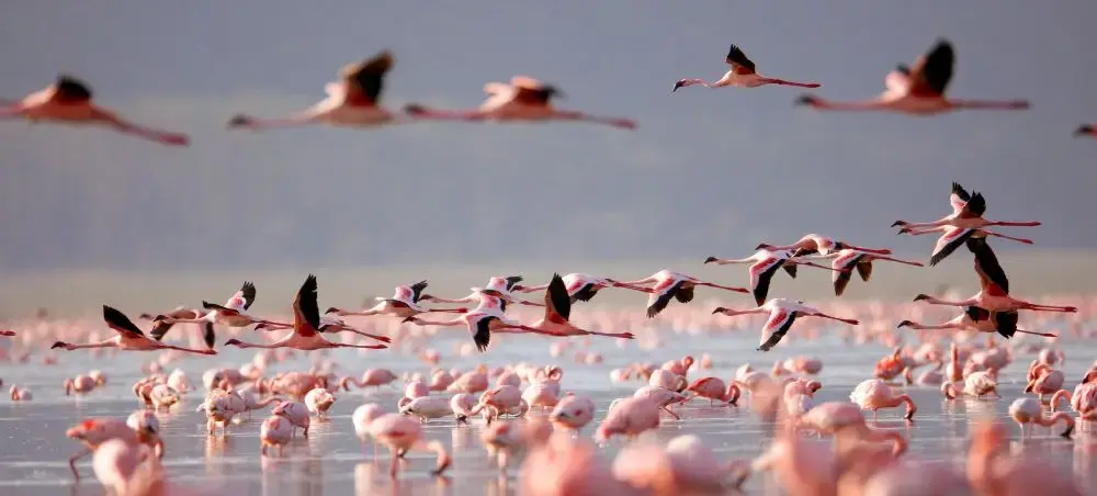 Thousands of pink flamingos taking flight over Lake Nakuru creating a spectacular wildlife viewing experience