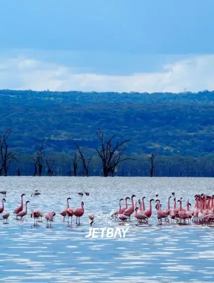 Pink flamingos gathering at Lake Nakuru with forested hills creating a stunning wildlife viewing destination