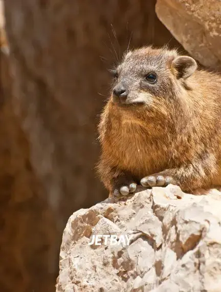 Rock hyrax perched on sandstone cliff in Nakuru National Park, showcasing Kenya's diverse wildlife