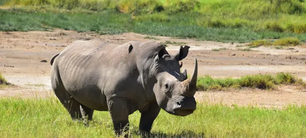 White rhinoceros grazing in Nakuru National Park showcasing Kenya's premier wildlife safari destination