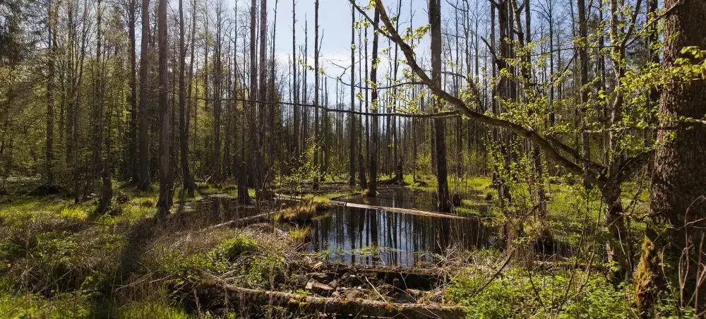 Pristine wetland forest in Poland showcasing natural wilderness accessible by private jet charter