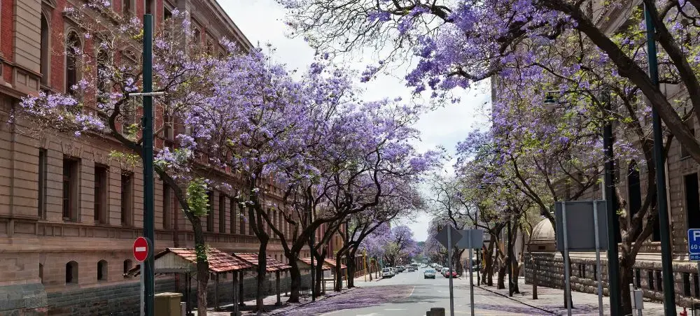 Pretoria street lined with blooming purple jacaranda trees creating natural canopy over historic buildings