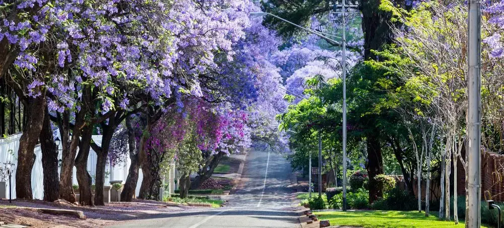Tree-lined street in Pretoria showcasing vibrant purple jacaranda blossoms during South Africa's spring season