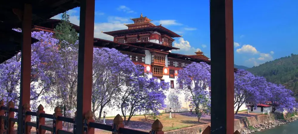Traditional Bhutanese dzong fortress surrounded by blooming jacaranda trees in Punakha valley