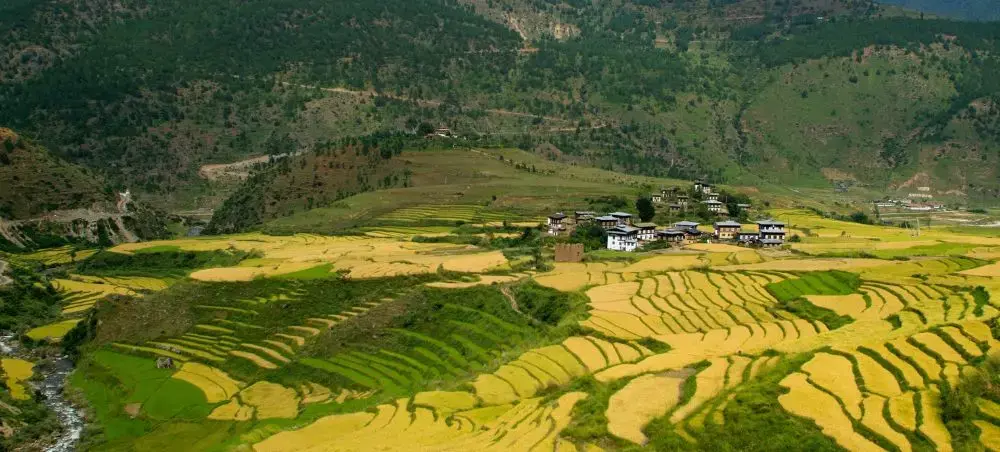 Terraced rice fields cascade through Punakha valley with traditional Bhutanese farmhouses nestled among golden harvests