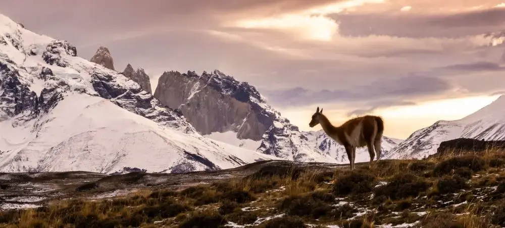Guanaco silhouetted against dramatic Patagonian peaks near Punta Arenas, showcasing Chile's pristine wilderness