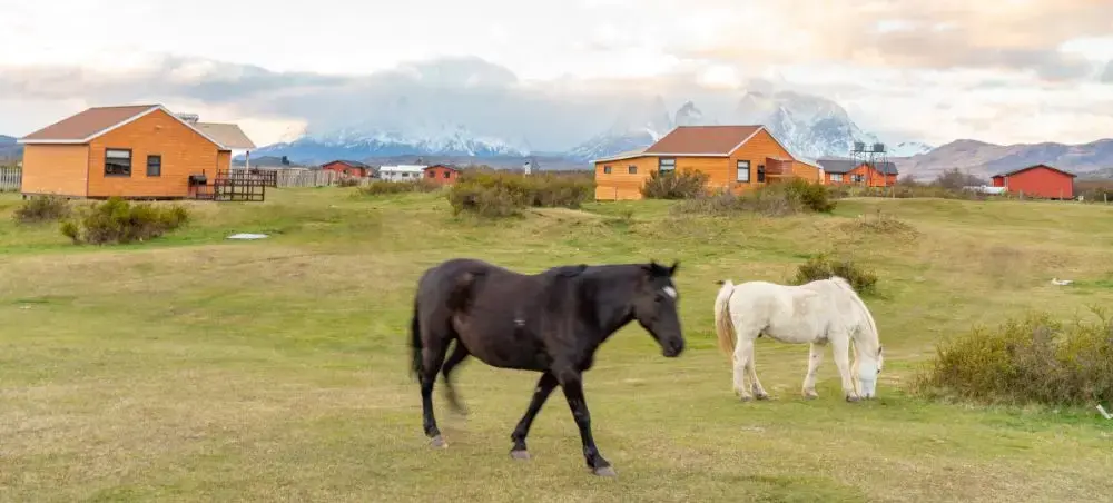 Horses grazing in pastoral fields near Punta Arenas with snow-capped Patagonian mountains and colorful houses