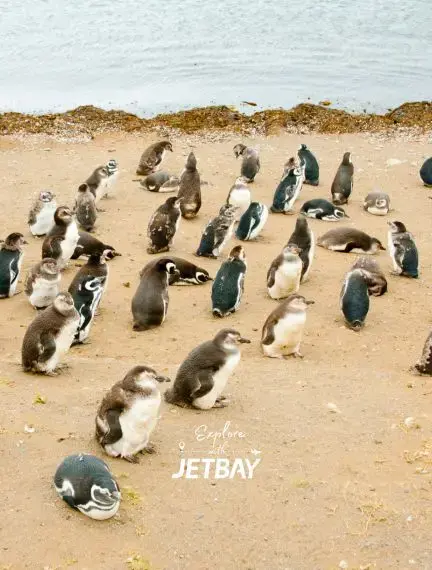 Colony of Magellanic penguins gathering on pristine beach near Punta Arenas, Chile wildlife destination