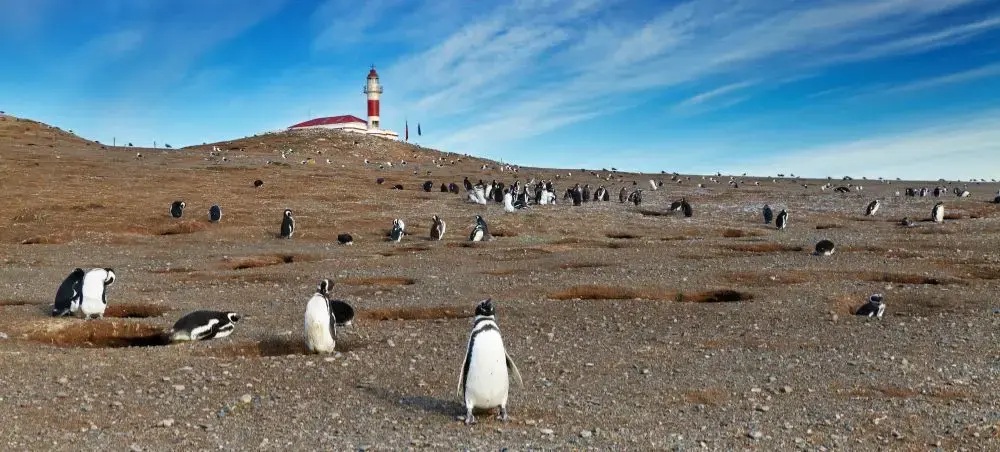 Magellanic penguins gathering near historic lighthouse in Punta Arenas, showcasing Patagonian wildlife