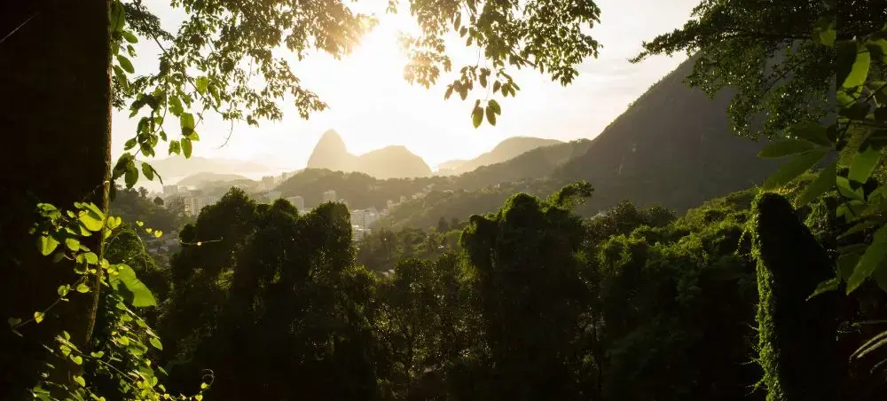 Golden sunset illuminates Rio de Janeiro's iconic Sugarloaf Mountain through lush tropical foliage