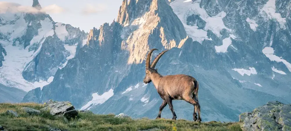 Alpine ibex grazing on mountain meadow with dramatic snow-capped Austrian peaks in background