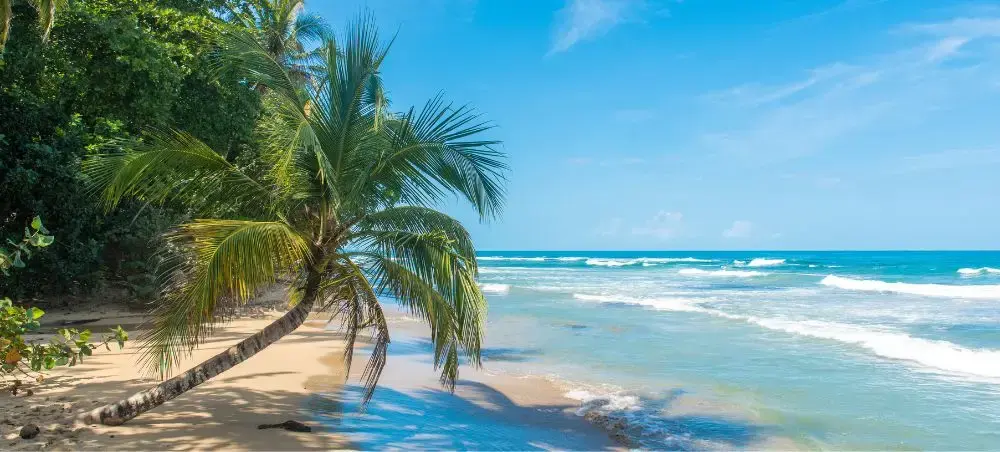Pristine Costa Rican beach with leaning palm tree and turquoise waters showcasing tropical paradise destination