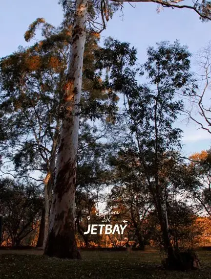 Towering eucalyptus trees in São Paulo's urban parkland showcase Brazil's natural beauty for luxury travelers