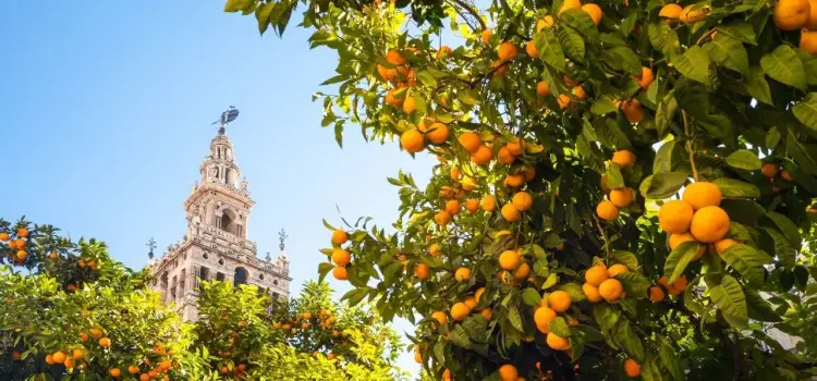 Seville