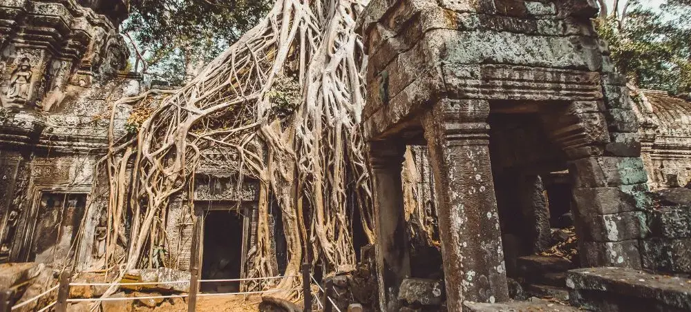 Ancient Khmer temple ruins with massive tree roots intertwined through stone walls at Angkor complex