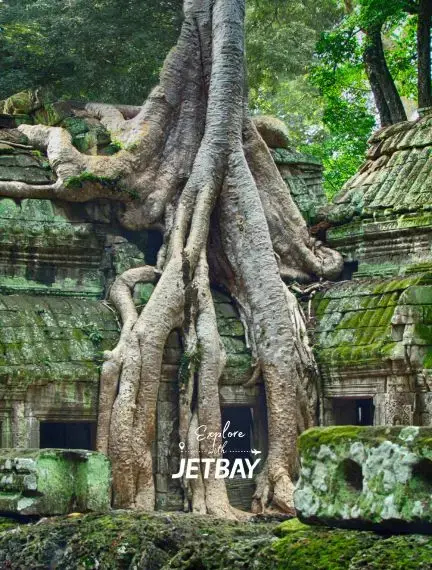 Ancient temple ruins overtaken by massive tree roots at Ta Prohm temple in Siem Reap, Cambodia