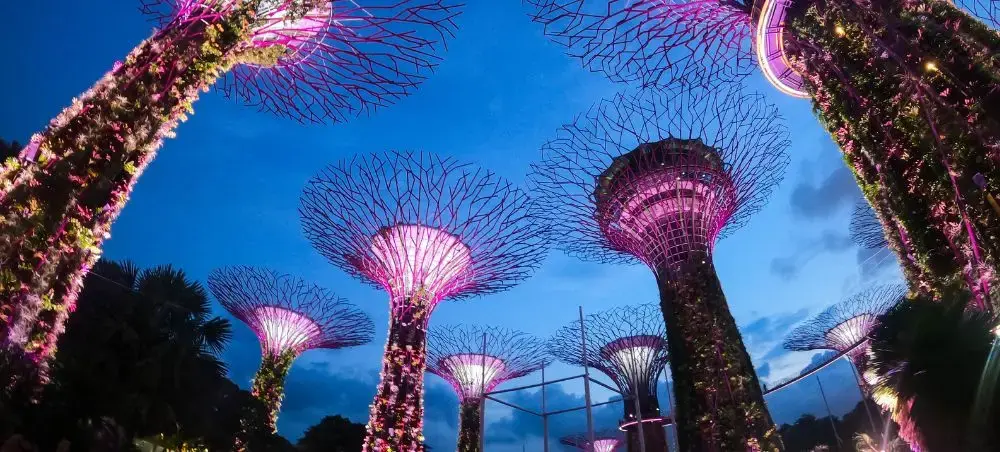 Singapore's iconic Supertree Grove illuminated in purple light against twilight sky at Gardens by the Bay