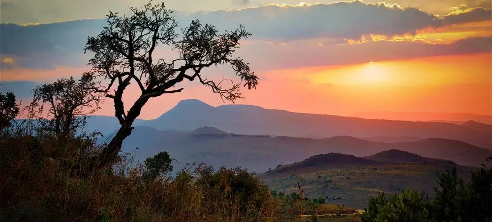 Dramatic African sunset over rolling hills and acacia tree silhouette showcasing South Africa's natural beauty