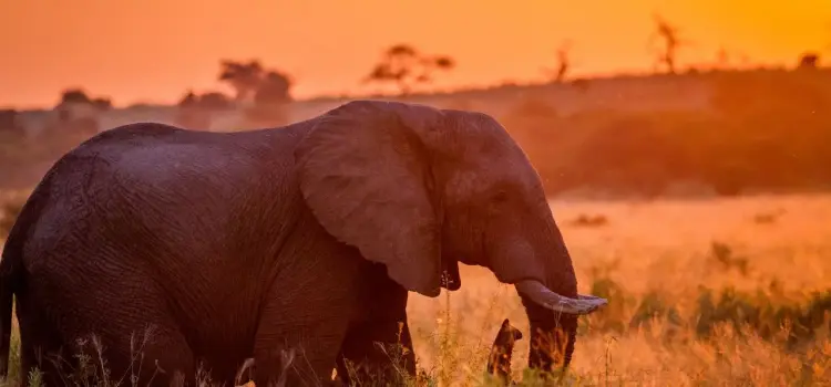 Majestic African elephant grazing in golden sunset light across South African savanna wilderness