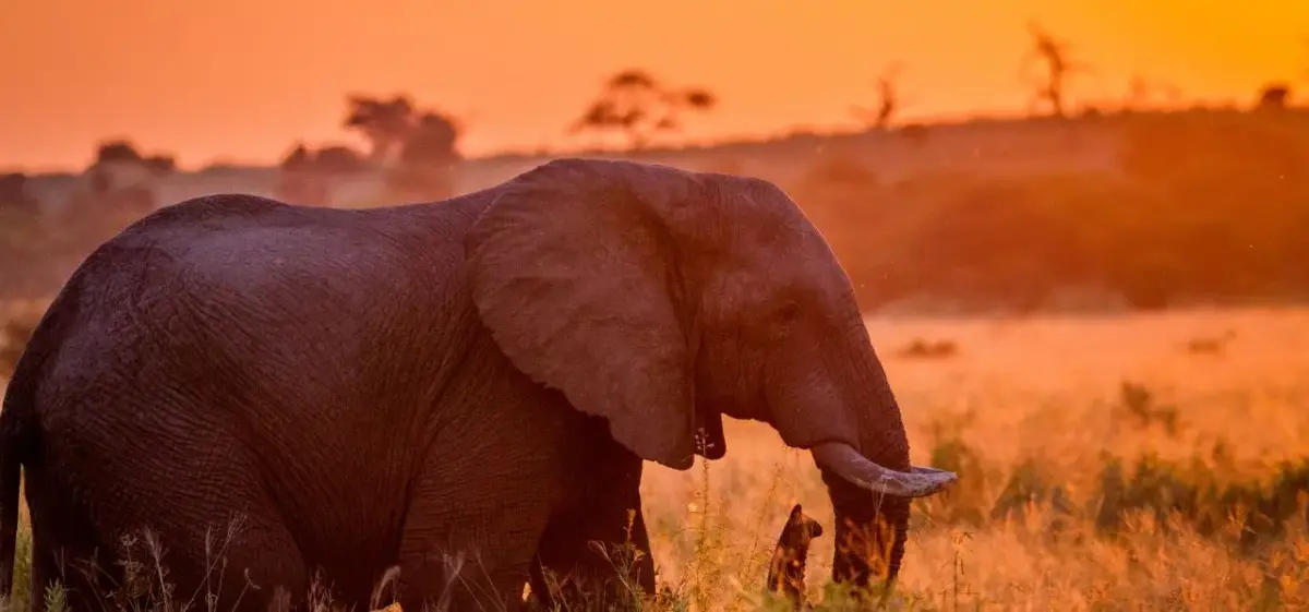 Majestic African elephant grazing in golden sunset light across South African savanna landscape