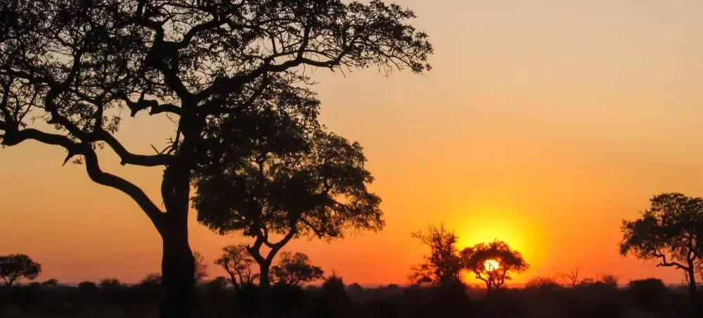 Golden African sunset silhouetting acacia trees across the South African savanna landscape