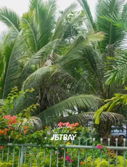 Lush tropical palm trees and vibrant flowers creating paradise atmosphere in Suva, Fiji destination