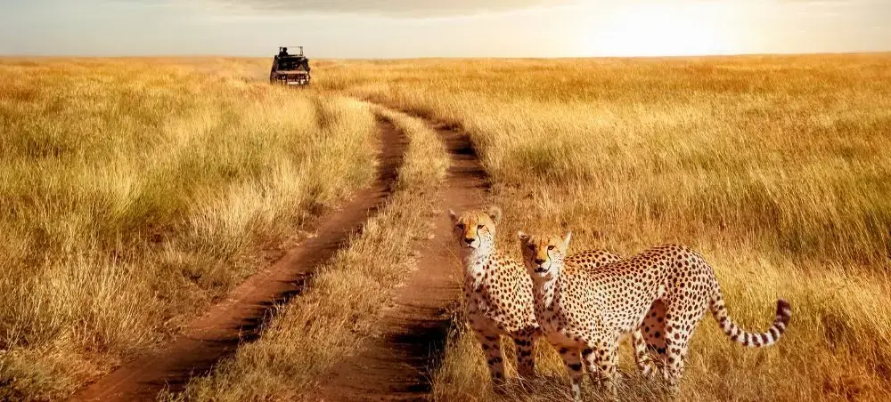 Two cheetahs rest beside a dirt road as safari vehicle approaches through golden grasslands in Tanzania