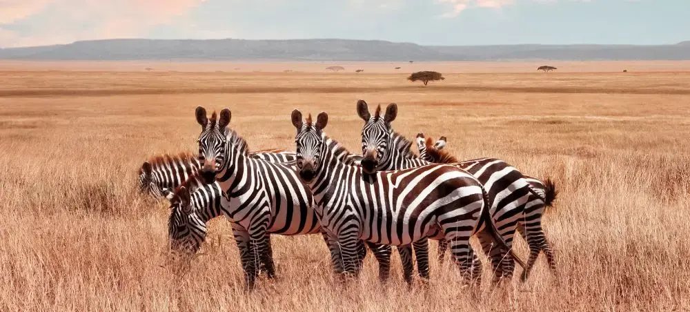 Zebra herd grazing in Tanzania's golden savanna grasslands with acacia trees and mountains visible