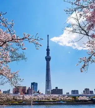 Tokyo Skytree tower rising above cherry blossoms and city skyline during spring sakura season