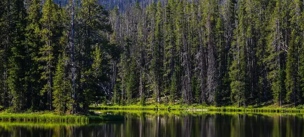 Pristine wilderness lake reflecting towering pine forest, showcasing natural beauty accessible by private jet