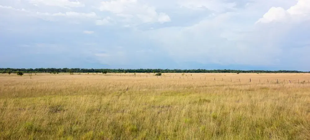 Expansive golden grasslands and open plains showcasing Venezuela's diverse natural landscapes for luxury travel