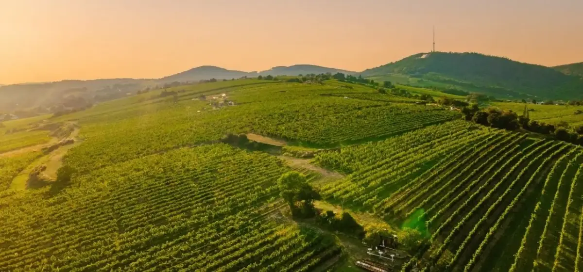Rolling vineyard terraces in Austrian wine country near Vienna bathed in golden sunset light over hills