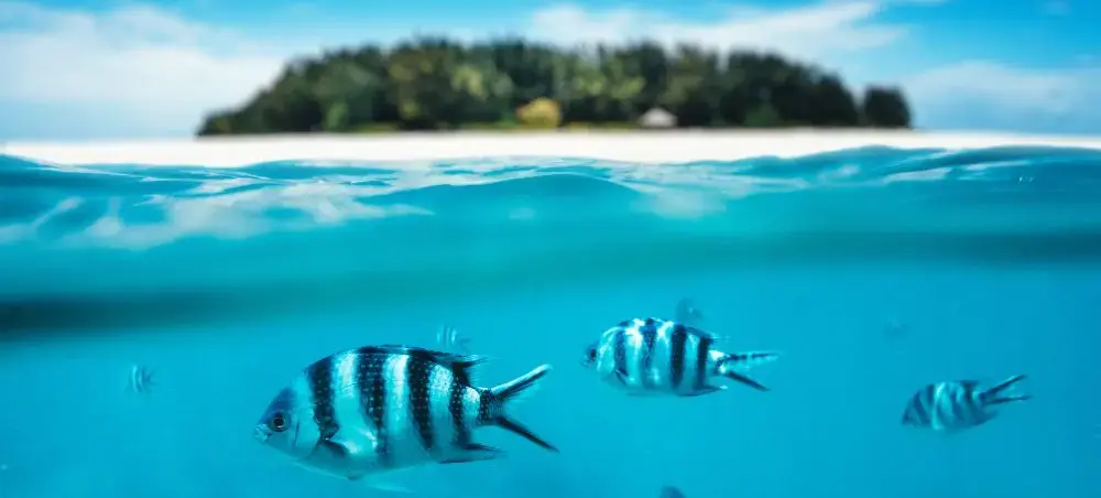 Crystal clear waters surrounding Zanzibar reveal tropical fish swimming near pristine island coastline