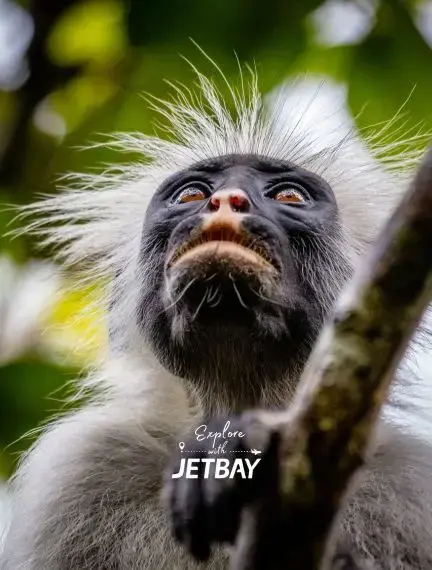 Red colobus monkey gazing upward in Zanzibar forest canopy, showcasing Tanzania's unique wildlife