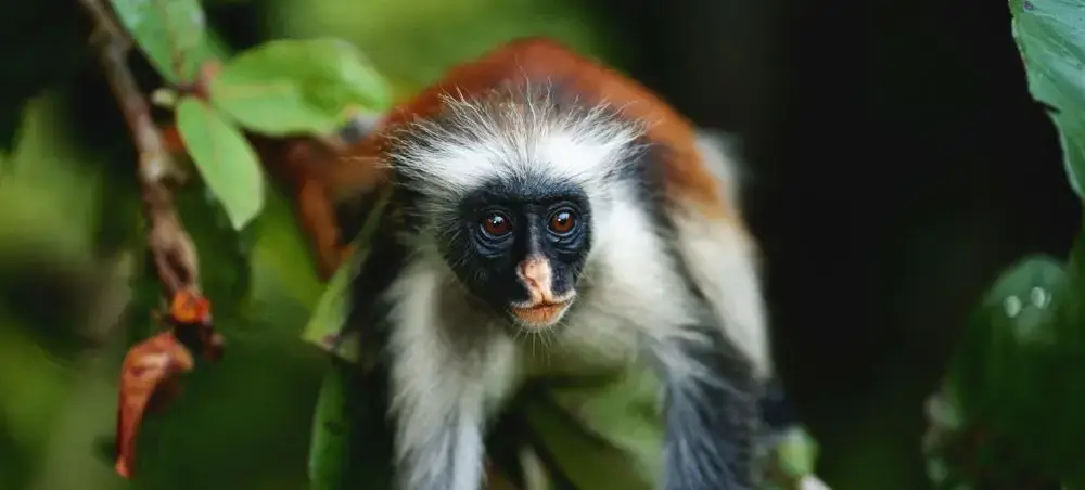 Red colobus monkey with distinctive white and black facial markings in Zanzibar's tropical forest canopy