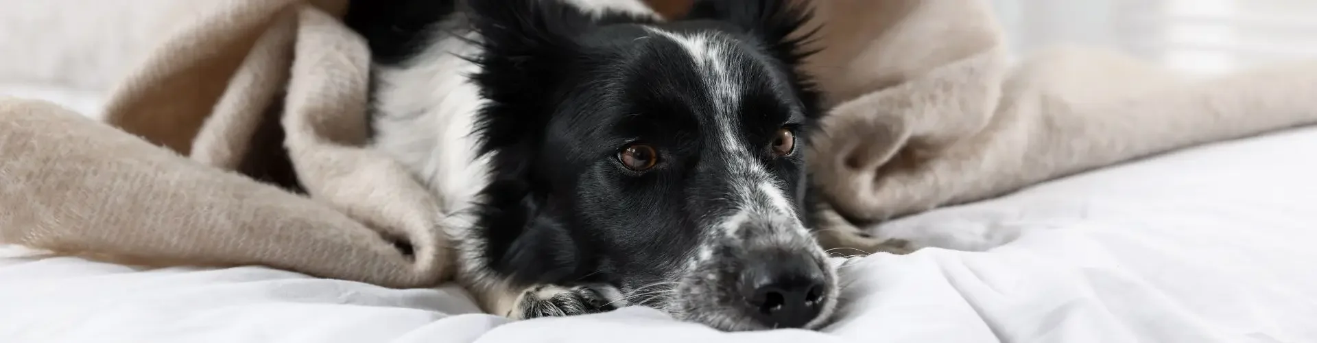 Can You Bring Pets on Private Jets in the UK? Border collie resting comfortably on luxury bedding during private jet travel with owner