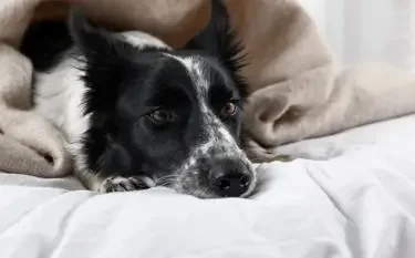 Can You Bring Pets on Private Jets in the UK? Border collie resting comfortably on luxury bedding during private jet travel with owner