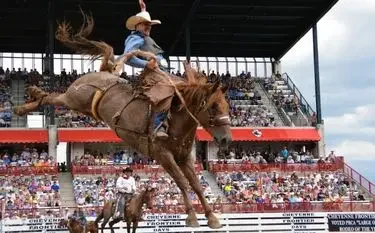Bronc rider on bucking horse at Cheyenne Frontier Days rodeo with crowded grandstand in background