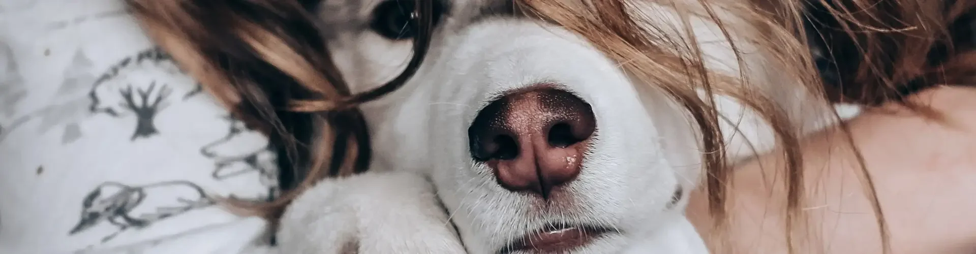 Woman cuddling with white dog in bed, demonstrating emotional support animal companionship and comfort