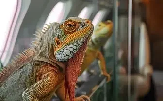 Colorful iguana resting comfortably in aircraft cabin during pet-friendly private jet travel