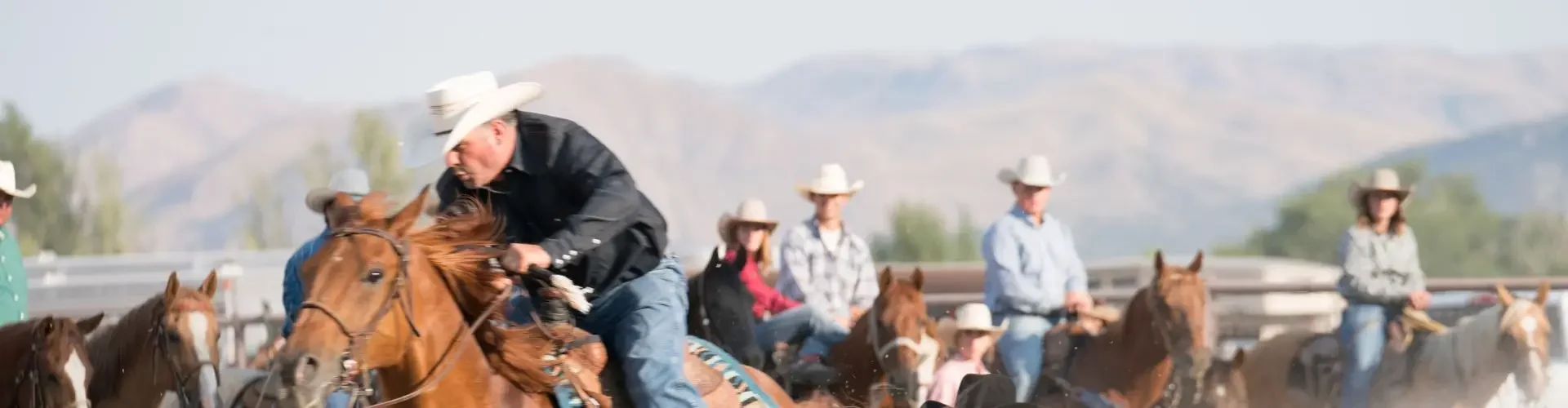 Cowboy on horseback roping cattle during rodeo competition with spectators and mountains in background
