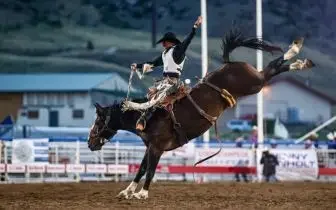 Cowboy riding bucking bronco at rodeo arena with spectators in stands during competitive event