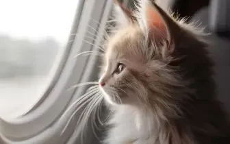 Fluffy cat gazing out aircraft window during comfortable pet-friendly private jet flight across Canada